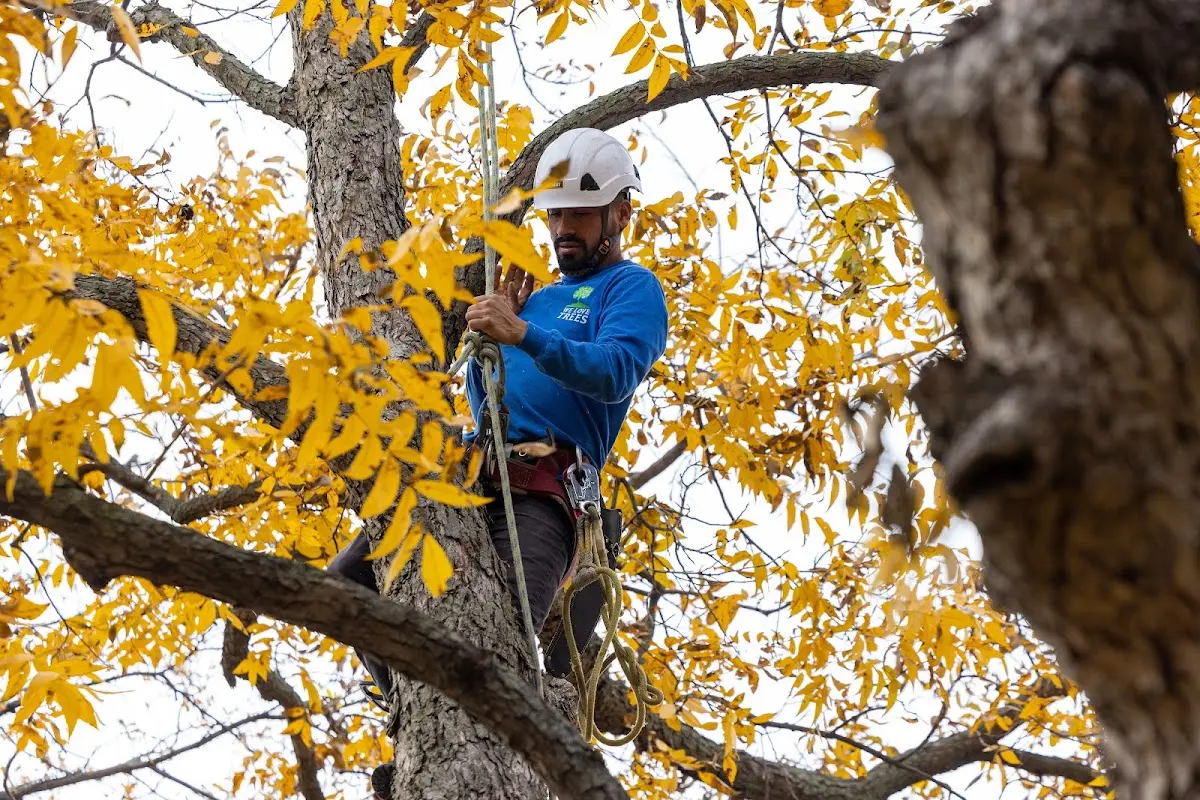 Skilled Emergency Tree Service crew working in Mallory